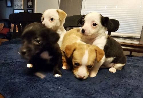 Chihuahua puppies