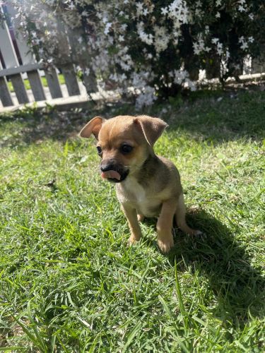 Applehead Chihuahuas