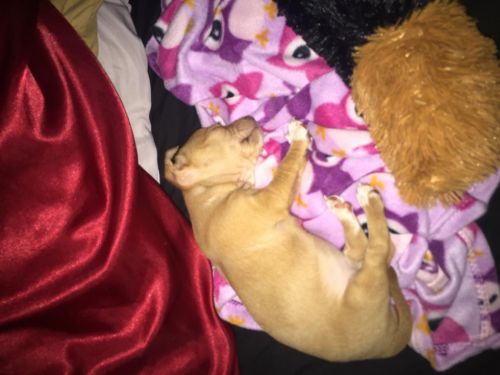 8 week old blue eyed teacup chihuahua