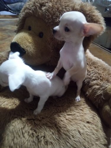 Chihuahua puppies for sale