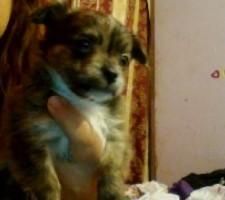 male teacup chihuahuas