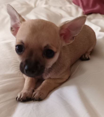 Chihuahua Purebred Apple Head Puppies Smooth Coat