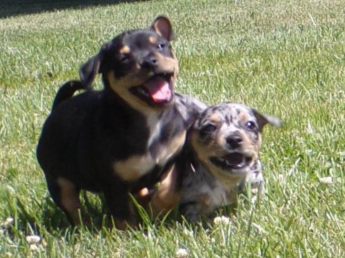 Chihuahua Mix Puppies