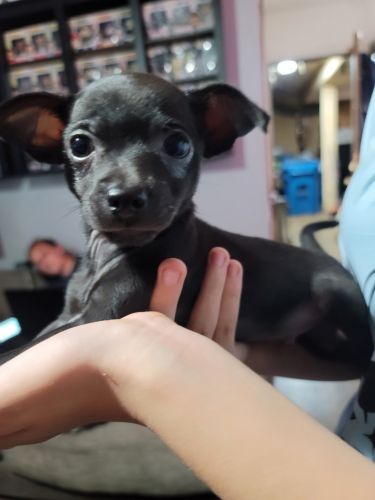 Chihuahua Puppies