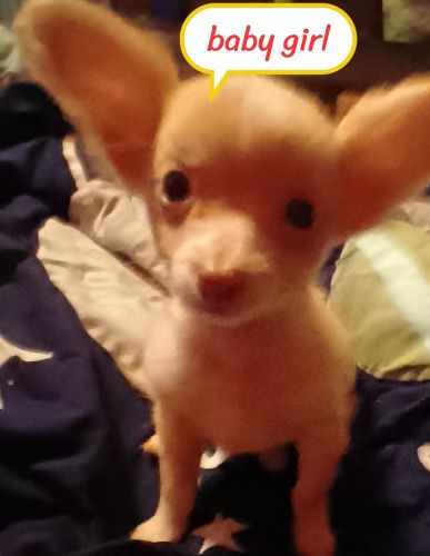 Female chiweenie