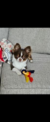 Gorgeous Chocolate Tri Chihuahua