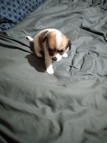 tea cup chihuahua puppies