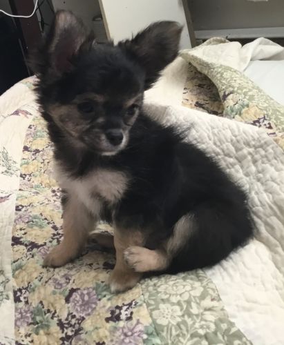 Long Hair chihuahua