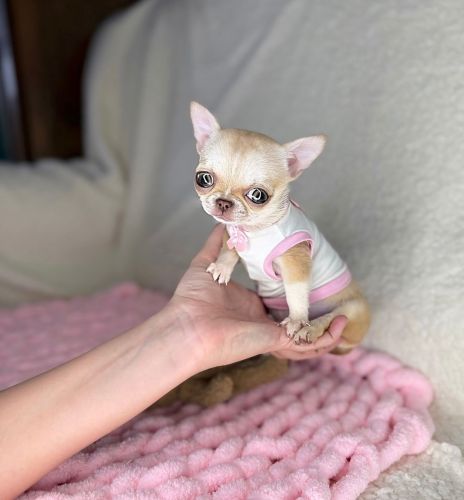 Chihuahua Puppy