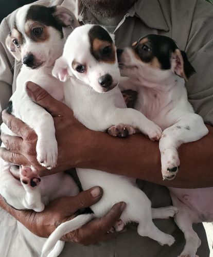 Chihuahua puppies