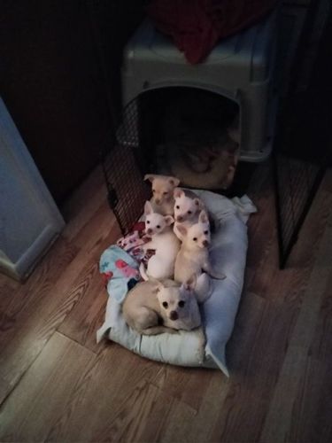 Adorable Chihuahua Pupies