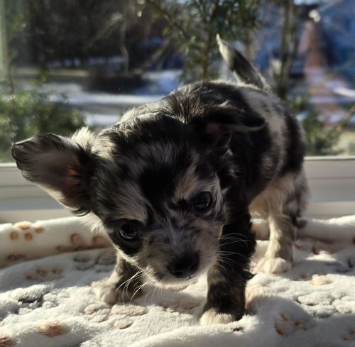 Long haired merle chihuahua puppy-Sterling