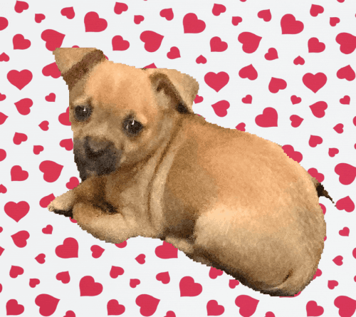 Kissy/chihuahua female puppy