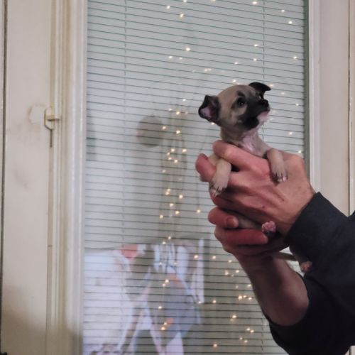 9 week old Chihuahua puppies available