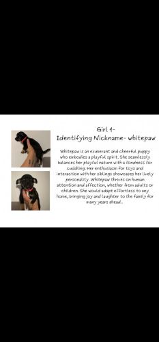 6 Female Chihuahua Puppies