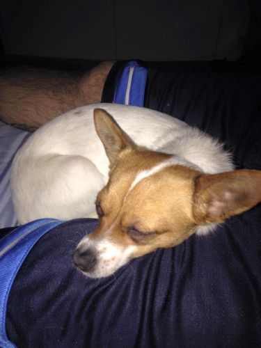 Jack Russell/ Chihuahua mix