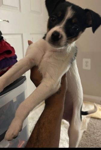 Sweet Chihuahua Puppy!