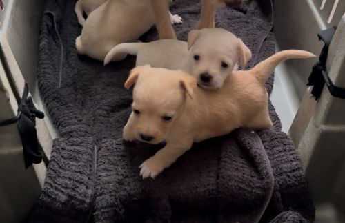 Chihuahua Puppies for sale in Santa Ana, CA 92704, USA. price: $200