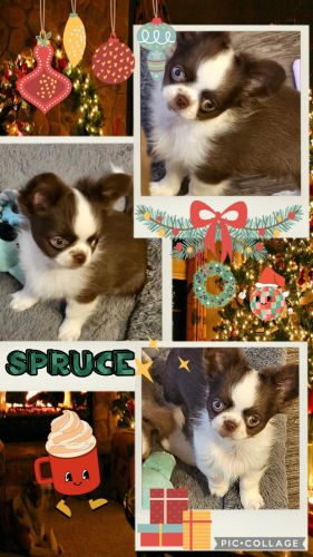 Gorgeous Applehead Chihuahua Puppies