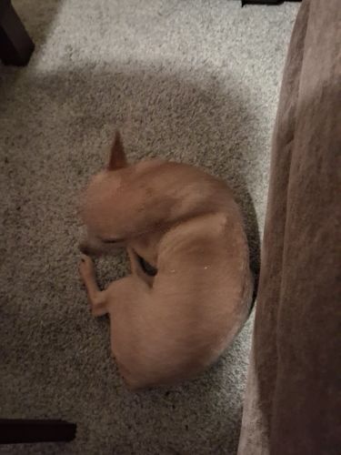 Chihuahua Puppies for sale in Peoria, IL, USA. price: $250