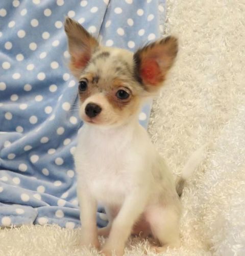 Affectionate Chihuahuas puppies Ready