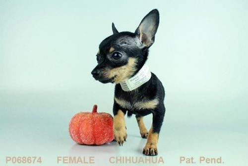 Chihuahua Female Teacups