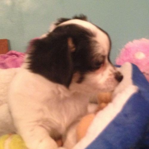 Merry New Year Chihuahua Puppies