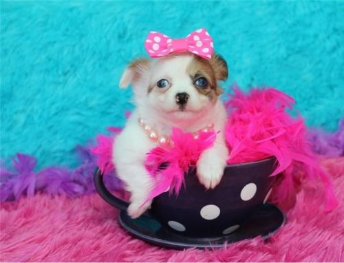 Beutifull Chihuahua Puppies for Rehoming