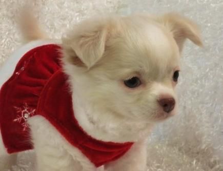 Adorable Male And Female Chihuahua Puppies