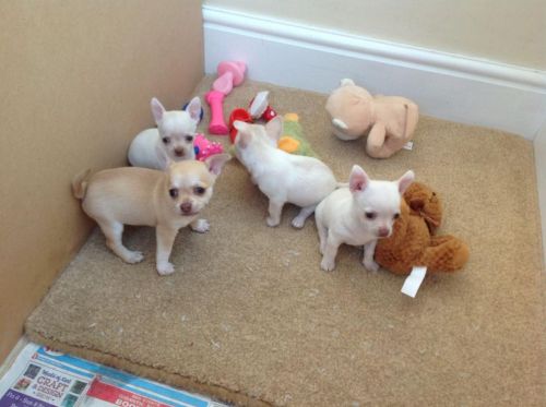 Tiny Kc Reg Female Chihuahua Puppy Ready Now