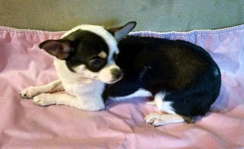Chihuahua Puppies for sale in Canton, OH, USA. price: $299