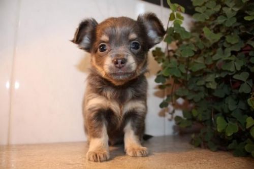 Chihuahua Puppy