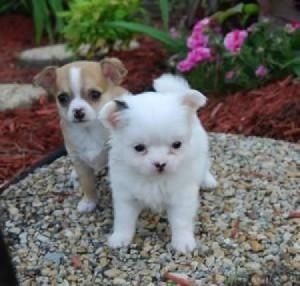 Purebred Chihuahua puppies
