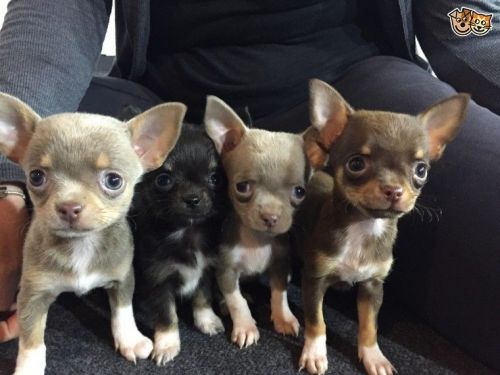 Chihuahuas Available (***) ***-***5