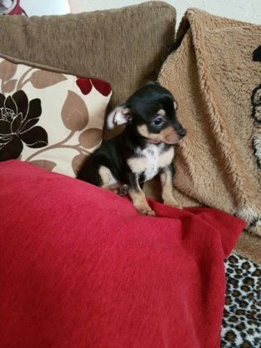 Pure Bred Smooth Coat Chihuahua Ready For Walkies