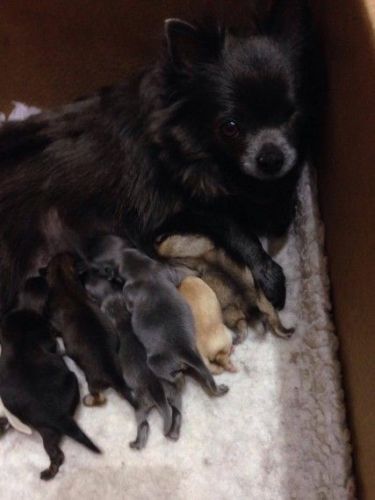 Longcoat Chihuahua Pups