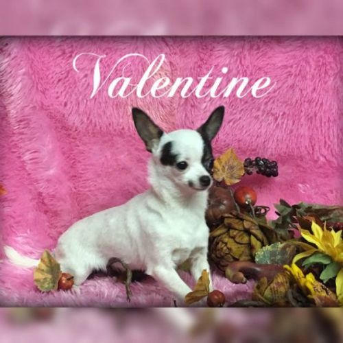 Chihuahua Puppies for sale in Canton, OH, USA. price: $425