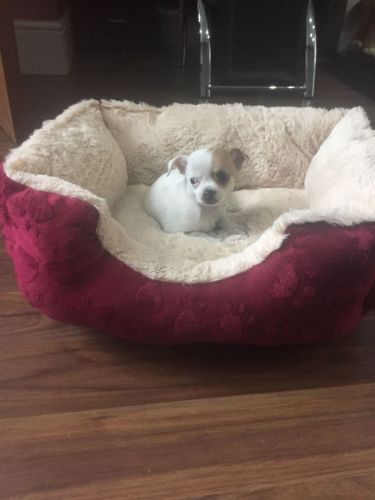 Beautiful Tiny Smoothcoat Girl Chihuahua