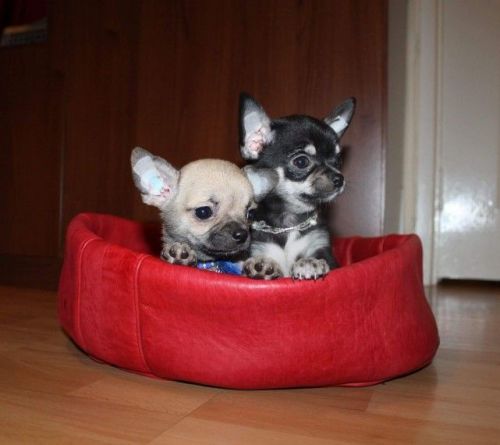 Best Quality Very Tiny Kc Chihuahua Boys