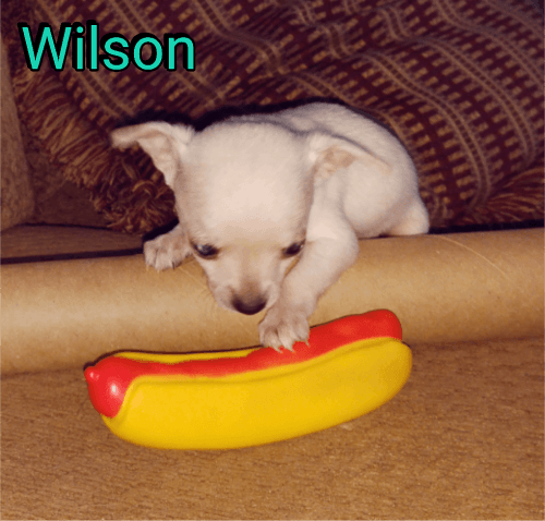 Cute Cuddly Chihuahua Puppies