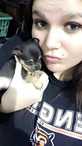 Tiny Teacup and Toy Chihuahua Puppies