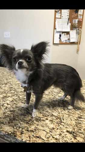 Sweet Mr. Deep Blue, Stud Service Only