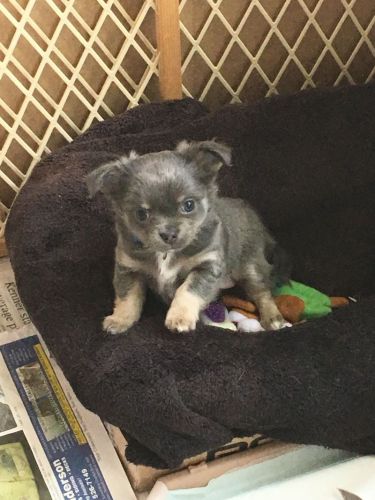 Gorgeous Little Blue double long coat male
