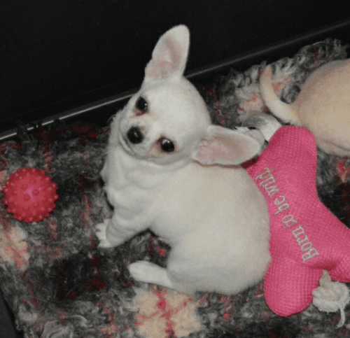 Quality Pedigree Boy Chihuahua Puppies for sale