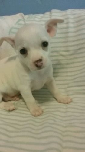 CKC Male Chihuahua Puppies