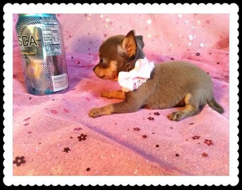 Tiny tots chihuahuas