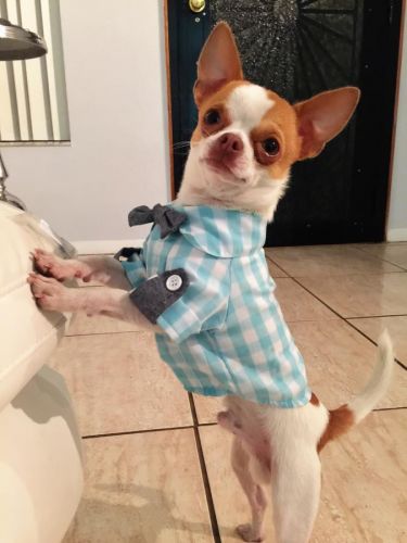 CKC Chihuahua Puppies Availabe for Adoption