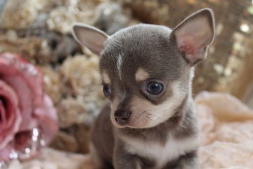chihuahua puppies