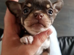 Stunning Chihuahua Pup's