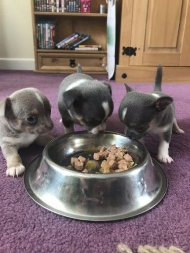 Stunning Male Chihuahua For Sale